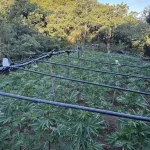Καμένα Βούρλα: Εγκληματική οργάνωση  είχε τεράστια φυτεία κάνναβης στο βουνό