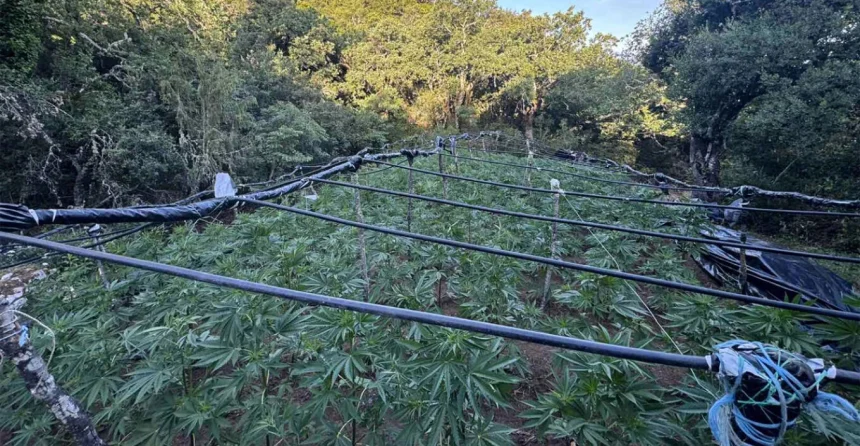 Kamena Vourla: Criminal organization had a huge cannabis plantation on the mountain